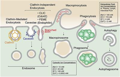 Endomembrane Tension and Trafficking